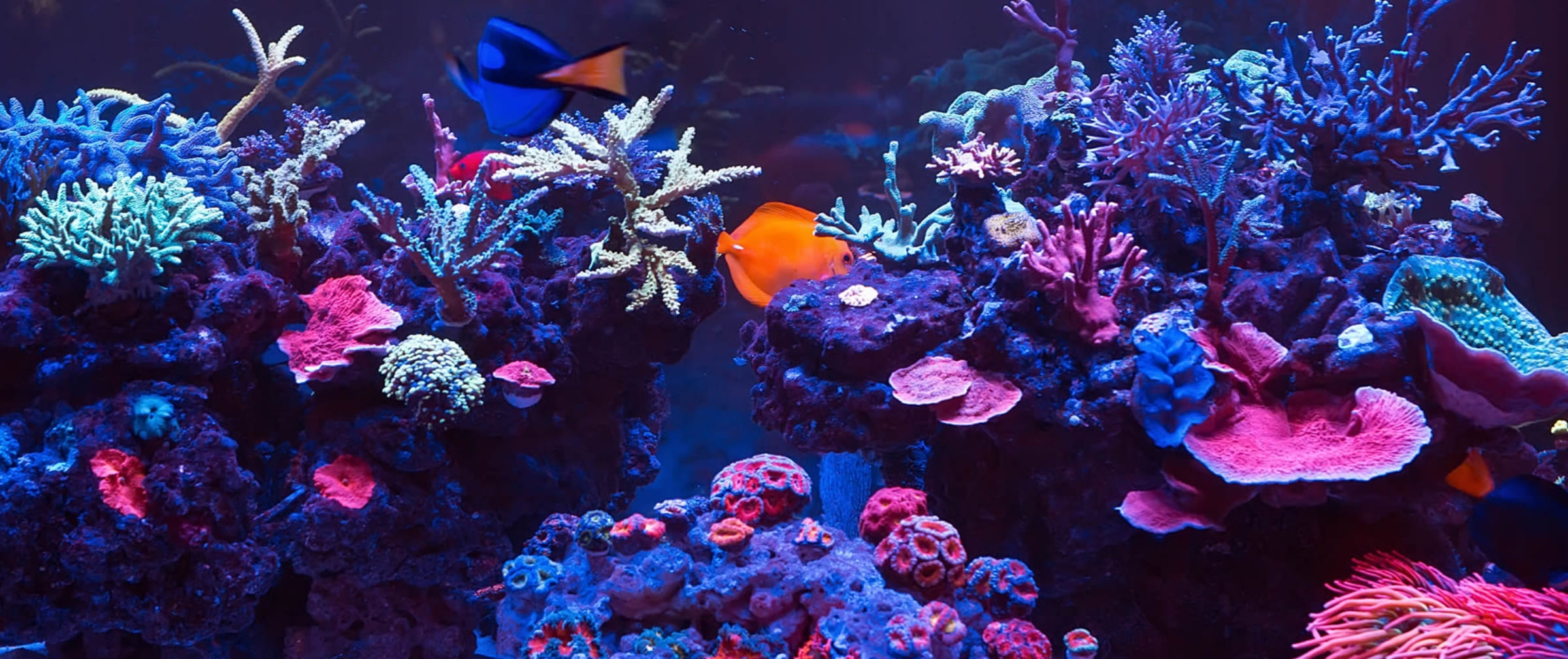 アクアリウム事業