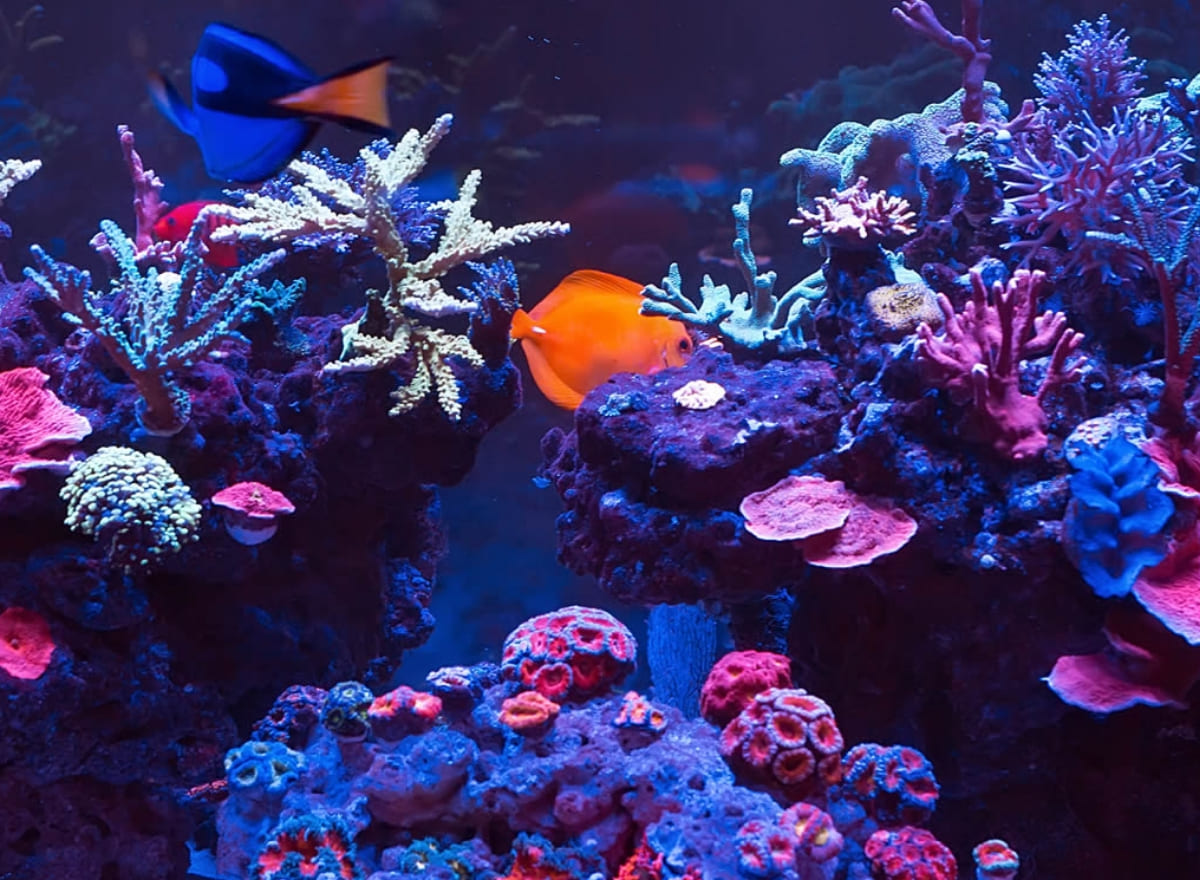 アクアリウム事業